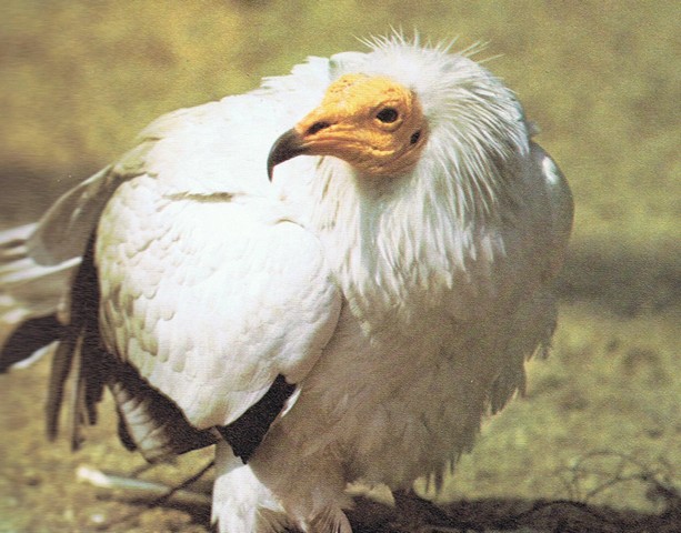 vautour percnoptere